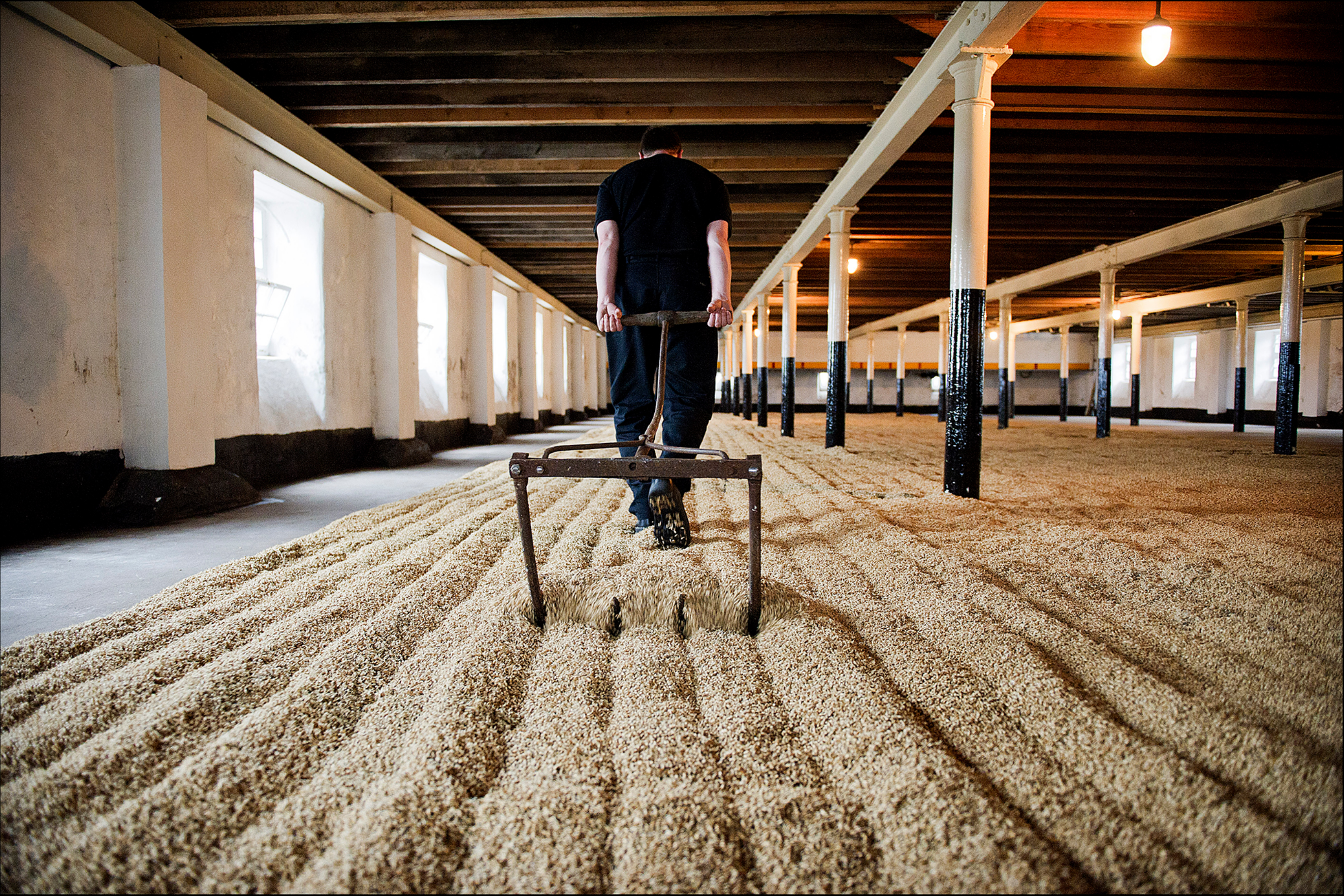 An employee at BenRiach turns the barely during the malting process.