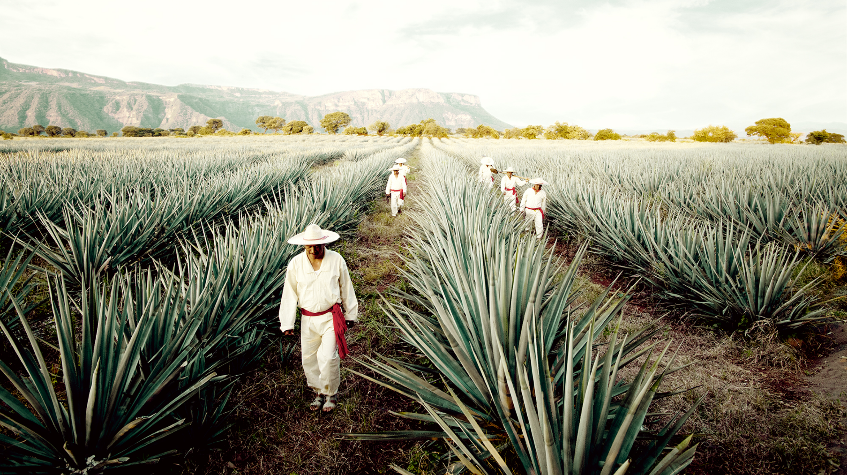 People walking through fields at Casa Herradura.